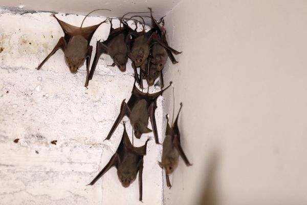 Un Australien meurt d'un virus transmis par une morsure de chauve-souris