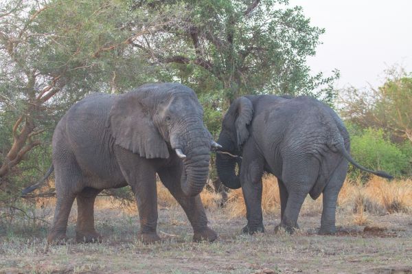 Tourisme - Les géants silencieux de Zakouma : La majesté des éléphants au cœur de la conservation au Tchad