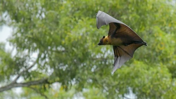 En Australie, un homme meurt après avoir contracté un virus très rare transmis par une morsure de chauve-souris