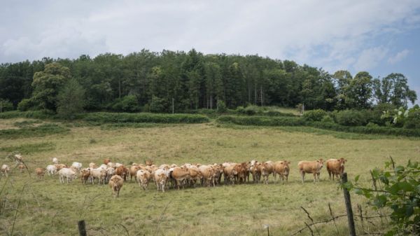 La dermatose nodulaire contagieuse bovine (DNC)