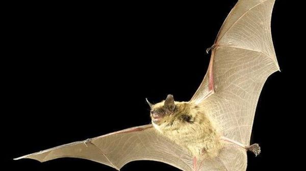 Un Australien meurt d'un virus transmis par une morsure de chauve-souris