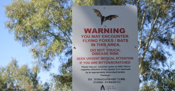 Australie. « Aucun traitement efficace » : un homme meurt après une morsure de chauve-souris