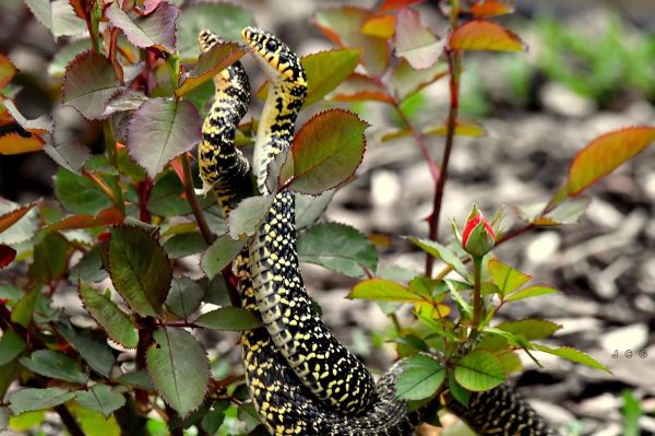 D'inquiétants serpents entrelacés captés par un photographe, à Cognac : parade nuptiale ou combat de mâles ?