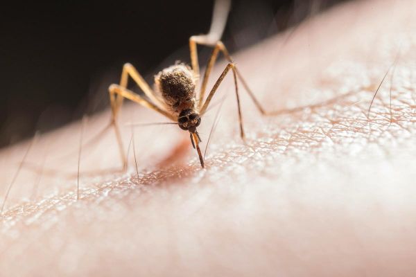 N'oubliez pas de protéger cet endroit de votre maison pour éviter la prolifération des moustiques