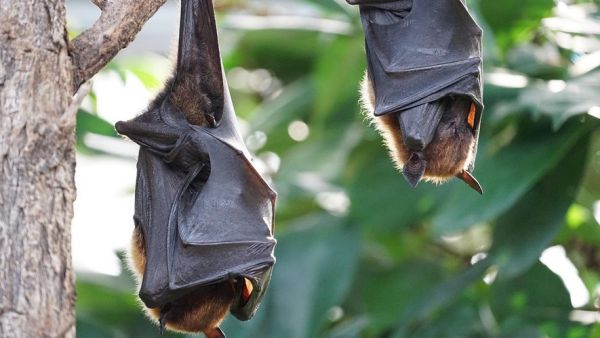 Un virus "incroyablement rare", "proche de celui de la rage", "peu transmissible à l'homme"... Mordu par une chauve-souris, il meurt plusieurs mois après