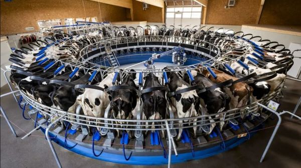 En Gruyère, une nouvelle exploitation laitière XXL fait le pari de l'automatisation