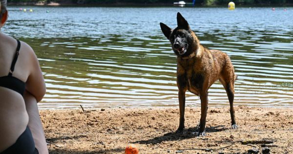 Le Breuil. Cyanobactéries autour du lac de Montaubry : la baignade interdite jusqu'à nouvel ordre