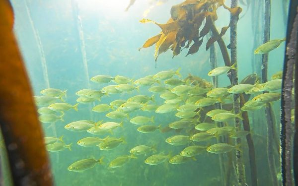 Requins, étoiles de mer, crustacés... L'exploitation minière en haute mer pourrait perturber la vie marine, selon une étude