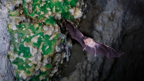 Un Australien meurt d'un virus transmis par une morsure de chauve-souris