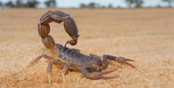 25.000 cas de piqûres de scorpion et 250 cas de morsures de serpent chaque année