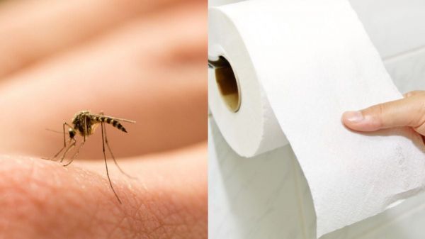 Débarrassez-vous des moustiques avec du... papier-toilette, une astuce redoutable et pas chère