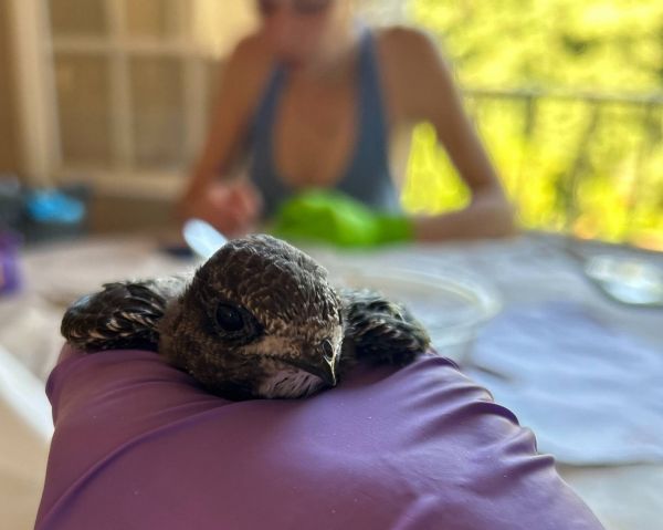 "C'est l'apocalypse: les martinets tombent du ciel!" Dans le Var, elles lancent un SOS pour secourir les oisillons