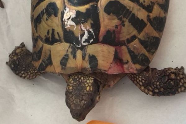 Une tortue jetée à la poubelle "sauvée in extremis d'une mort certaine" sur une chaîne de tri