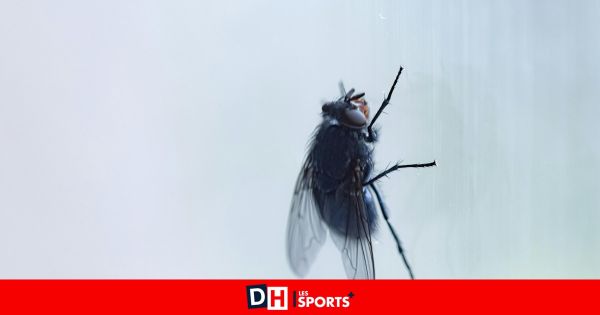 Etats-Unis : des milliards de mouches bientôt larguées par avion pour lutter contre une larve "mangeuse de chair”