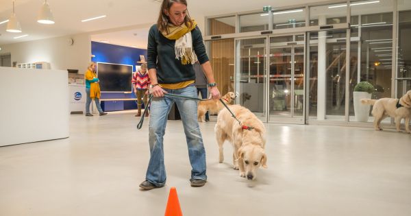 Le campus Ceva Santé Animale de Laval soutient l'accueil et l'éducation de chiens d'assistance