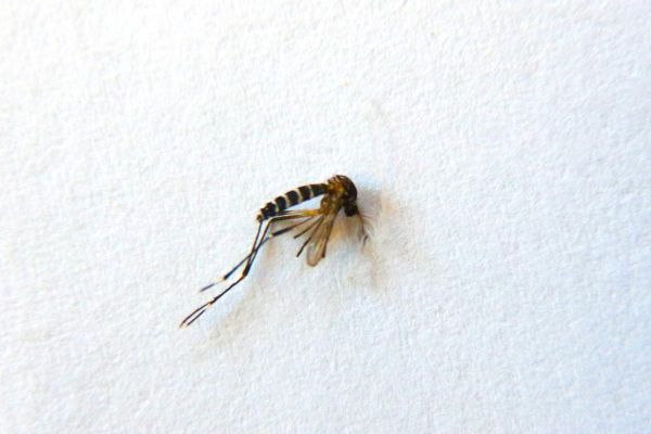 Moustique tigre : pourquoi la région Nouvelle-Aquitaine est particulièrement concernée cette année