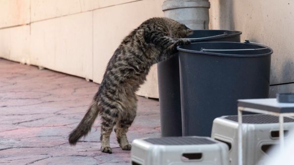 Mende lance une campagne pour stopper la prolifération des chats errants