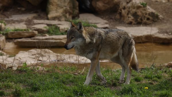 Emmanuel Macron veut empêcher l'implantation du loup là "où il y a du pastoralisme"