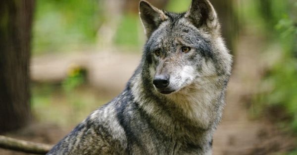 Agriculture. Emmanuel Macron veut empêcher l'implantation du loup là « où il y a du pastoralisme »