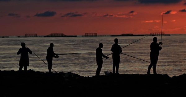 De nouvelles espèces "exotiques” de poissons s'invitent en mer Noire