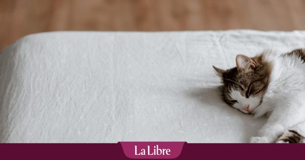 "Je le voyais mourir” : un chat victime d'un coup de chaleur dans un train de la SNCF