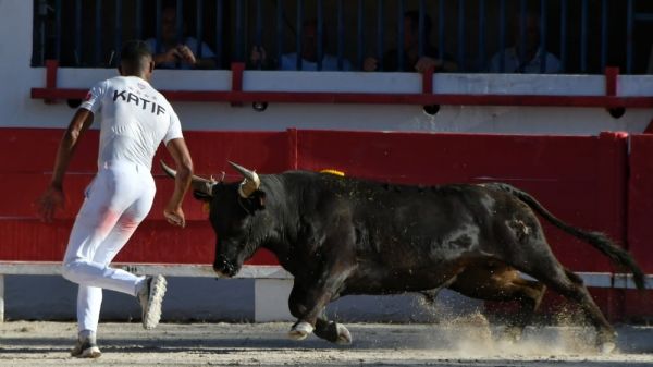 Course camarguaise à Châteaurenard : vers une troisième journée du trophée des Maraîchers dimanche 6 juillet