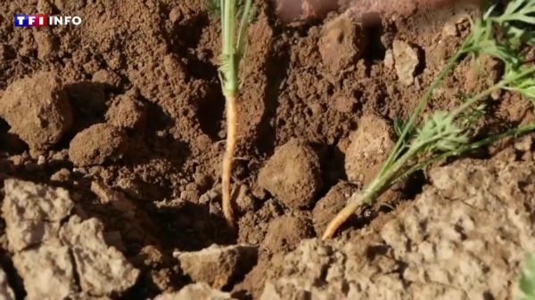 "Je n'ai jamais connu une année aussi sèche" : déjà de fortes restrictions d'eau dans le Nord | TF1 INFO