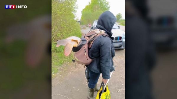 "Certains se tournent vers des marchés parallèles pour approvisionner leurs étangs" : l'étonnant trafic de carpes | TF1 INFO