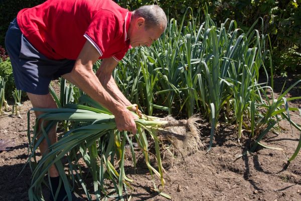 Potager : voici les légumes à planter au mois de juillet