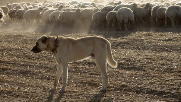 "Je hurlais à la mort” : enceinte, elle se fait mordre violemment par deux chiens de berger et réclame que les animaux soient euthanasiés