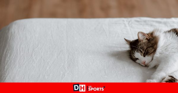 "Je le voyais mourir” : un chat victime d'un coup de chaleur dans un train de la SNCF