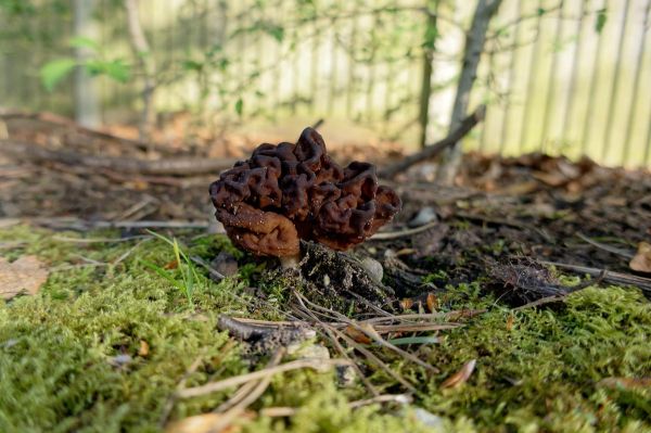 Fausse morille : ce champignon toxique serait à l'origine de cas de la maladie de Charcot
