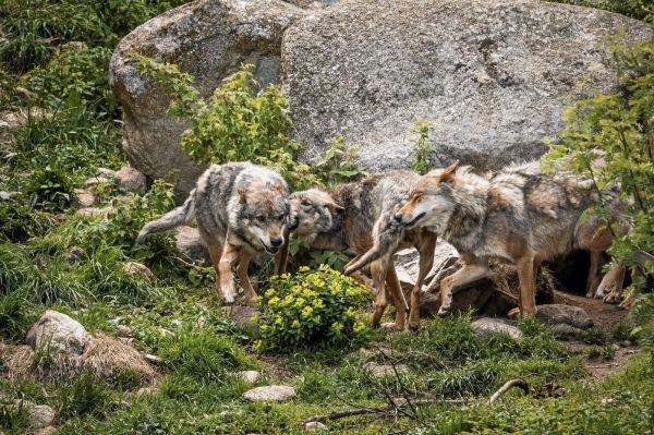 Biodiversité : Macron veut empêcher l'implantation du loup là « où il y a du pastoralisme »