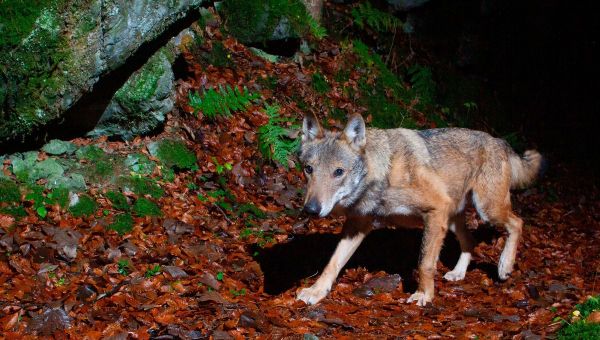 Emmanuel Macron veut empêcher l'implantation du loup là "où il y a du pastoralisme", quitte à en abattre davantage