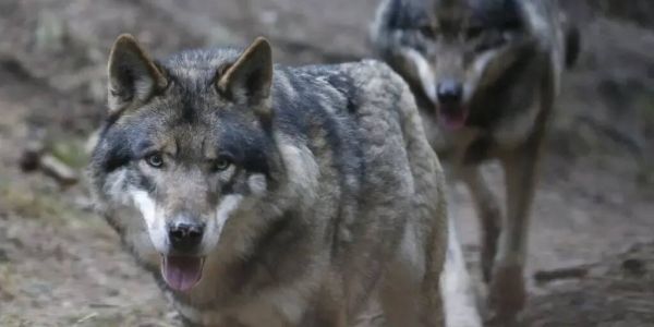 Macron plaide pour davantage de prélèvements de loups pour protéger le pastoralisme