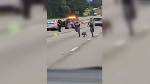 EN VIDÉO | Un cochon en cavale poursuivi par des policiers sur une autoroute en Caroline du Sud