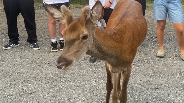 Méolans-Revel: un cerf, proche des habitants, va être transporté dans un parc adapté