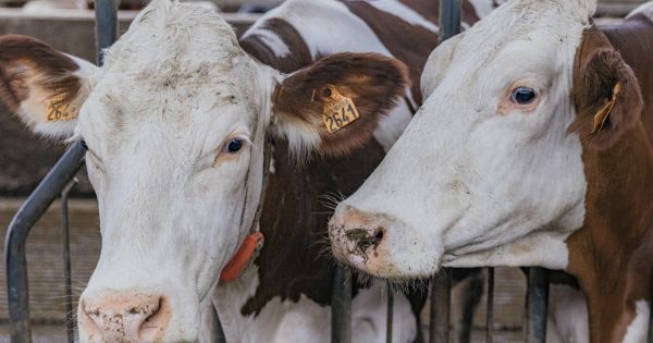 Savoie. Crise de dermatose nodulaire : quatre nouvelles suspicions de foyers en cours d'investigation﻿