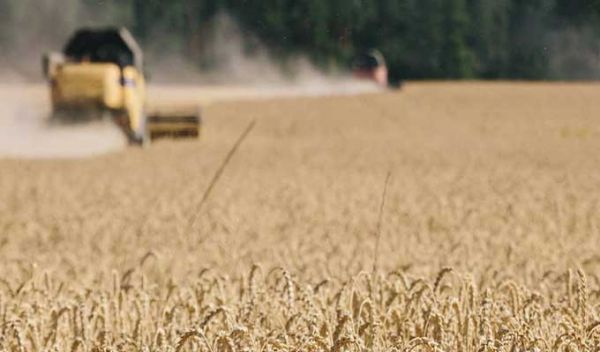 Tunisie : récolte record de céréales et de fourrages en 2025, un soulagement pour les éleveurs