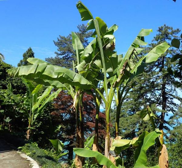 Musa basjoo, bananier du Japon : un bananier rustique pour une note exotique au jardin
