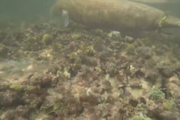 Phénomène rare, un lamantin observé dans la baie du Moule, ce jeudi