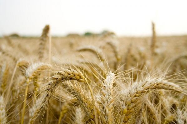 Le vent tourne pour le blé américain