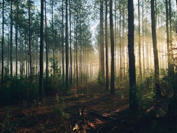 Réchauffement climatique : la reforestation est-elle (vraiment) la solution ?
