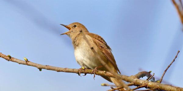 Les 5 oiseaux qui chantent le plus, à attirer dans votre jardin pour le plaisir de vos oreilles !