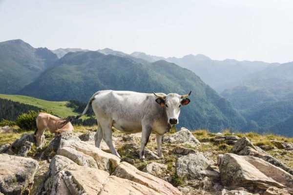 VIDEO. "Elle s'est remise à charger" : poursuivi par une vache, un randonneur coincé près de deux heures sur un pylône électrique