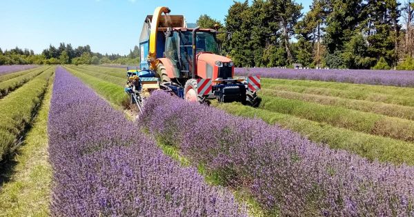 Drôme provençale. Récolte de la lavande : les producteurs inquiets, pourquoi elle pourrait être mauvaise cette année ?