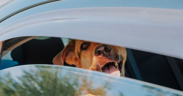 Automobile - Droit. Briser une vitre pour sauver un animal : légal ou pas ?