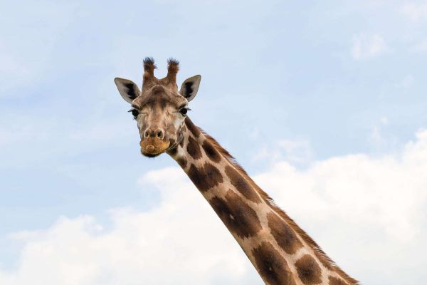 Le cou de la girafe s'est-il agrandi en tirant dessus ?
