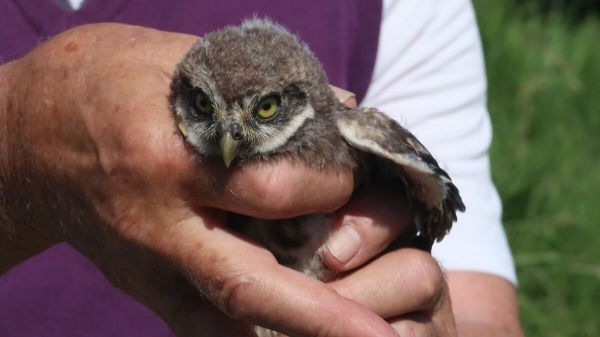 À Marseille, la disparition d'un nid de chouettes chevêches mène un promoteur et un bureau d'études au tribunal