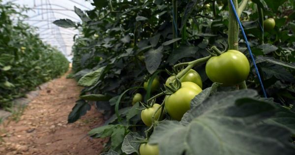 Alsace. Producteurs de fruits et légumes : « réagir vite » face aux pics de chaleur